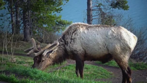 Bull Moose Yol Kenarındaki Bir Yağmur Sırasında Yeşil Yiyen Genç — Stok video