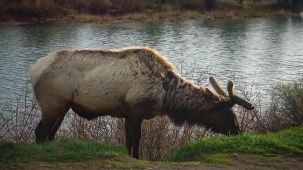 Bull Elch Ein Junges Tier Frisst Grünes Gras Während Eines — Stockvideo