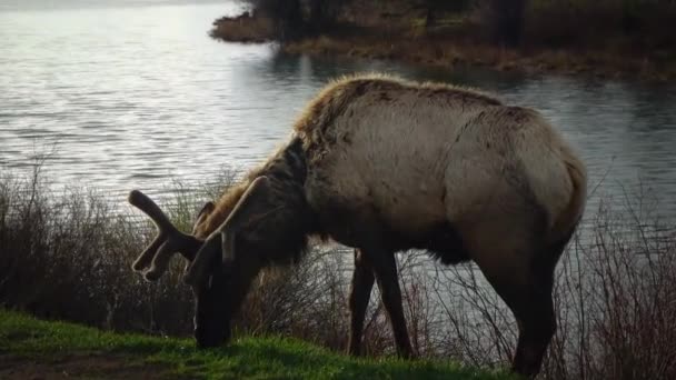 Bull Moose Młode Zwierzę Jedzące Zieloną Trawę Podczas Deszczu Poboczu — Wideo stockowe