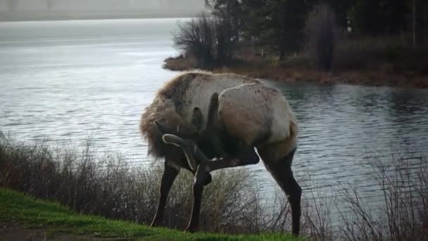 Bull Moose Animal Joven Que Come Hierba Verde Durante Una — Vídeos de Stock