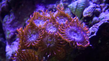 Deniz suyunun altında sallanan renkli mercanlar, yeşil beyaz polyester (Zoanthus sp.)