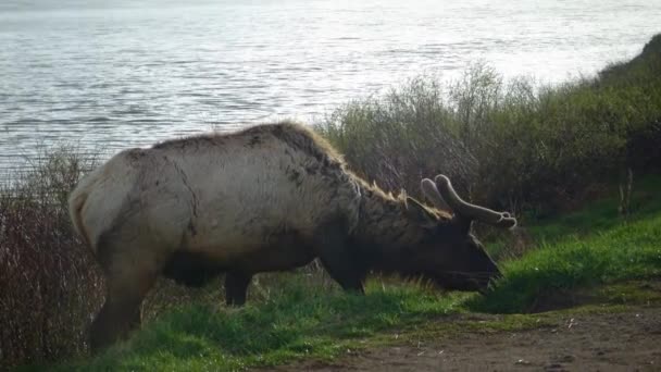Bull Moose Yol Kenarındaki Bir Yağmur Sırasında Yeşil Yiyen Genç — Stok video
