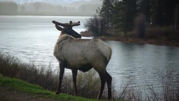 Bull Moose Young Animal Eating Green Grass Rain Roadside Usa — Stock Video