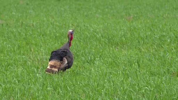 Vadpulyka Meleagris Gallopavo Egy Észak Amerikában Őshonos Felföldi Madár Legnehezebb — Stock videók