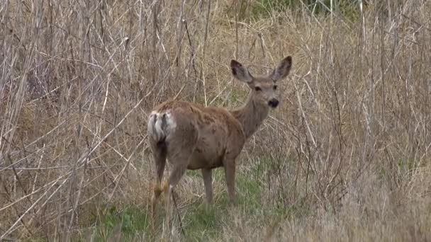 Білоспинний Олень Odocoileus Virginianus Також Відомий Білохвостий Або Віргінський Олень — стокове відео