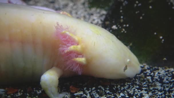 Axolotl Meksika Semenderi Ambystoma Mexicanum Macera Akvaryumu Camden New Jersey — Stok video