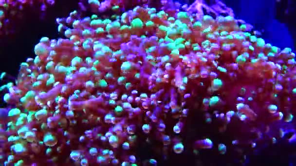 海の水族館でカラーサンゴ Adventure Aquarium カムデン ニュージャージー州 アメリカ — ストック動画