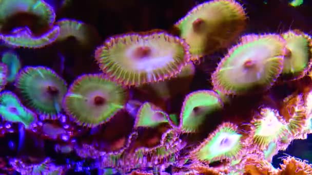 Barevné knoflíkové korály houpající se pod mořskou vodou, ZELENÁ BÍLÁ STRIPED POLYP (Zoanthus sp.)