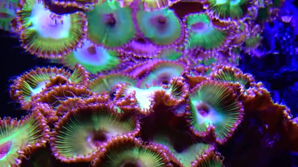 海の水の下で揺れるカラフルなボタンサンゴ 緑の白い縞模様のポリプ Zoanthus — ストック動画