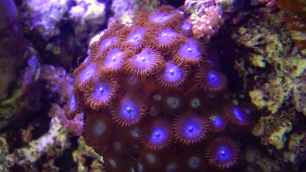 Deniz Suyunun Altında Sallanan Renkli Mercanlar Yeşil Beyaz Polyester Zoanthus — Stok video