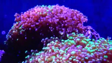 Deniz akvaryumundaki renkli mercanlar. Macera Akvaryumu, Camden, New Jersey, ABD 