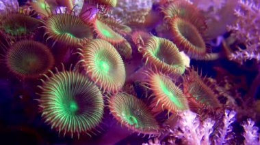 Deniz suyunun altında sallanan renkli mercanlar, yeşil beyaz polyester (Zoanthus sp.)