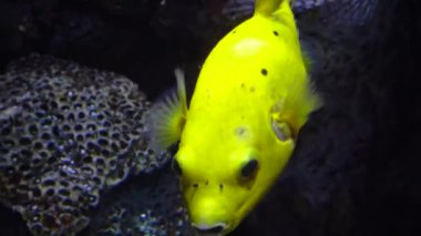 Taşlar arasında tropikal balık (Tetraodontidae) bulunur. Macera Akvaryumu, Camden, New Jersey, ABD 