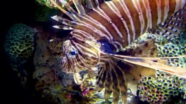 Pterois mil, şeytan ateşi ya da sıradan aslan balığı. Akvaryum, New Jersey Kembdon