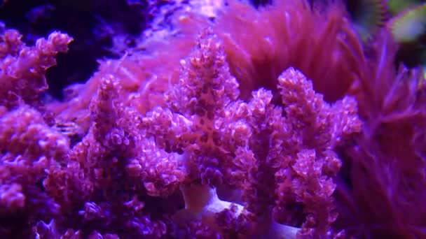 Кольорові Корали Морському Акваріумі Пригоди Акваріум Камден Нью Джерсі Сша — стокове відео