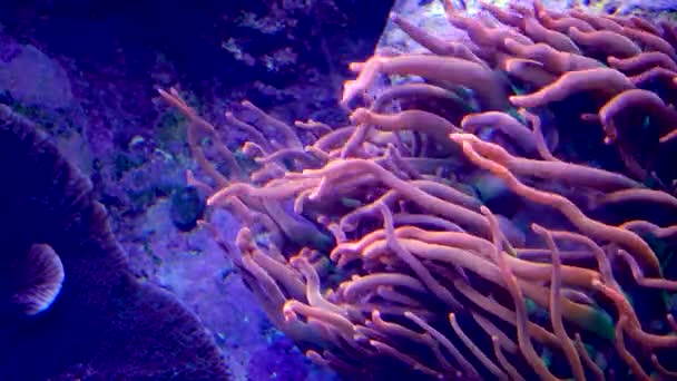 Anémonas Mar Movimiento Con Pez Payaso Nemo Adventure Aquarium Camden — Vídeos de Stock