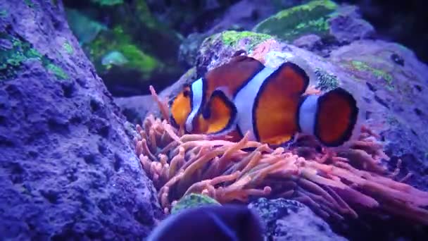 Clownfish Ocellaris Amphiprion Ocellaris Adventure Aquarium Camden New Jersey — стокове відео