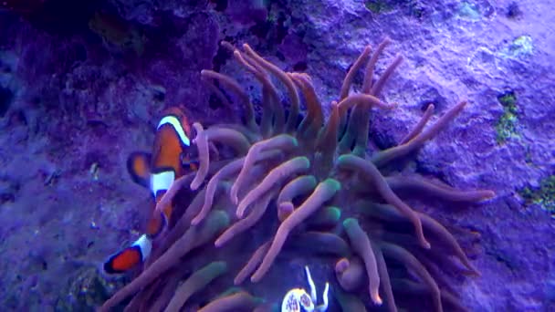 Den Ocellaris Clownfisk Amphiprion Ocellaris Äventyr Akvarium Camden New Jersey — Stockvideo