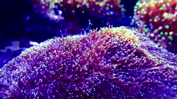 Colored Corals Marine Aquarium Adventure Aquarium Camden New Jersey Usa — Stock Video