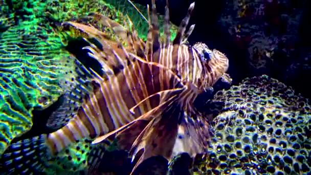 Pterois Miles Der Teuflische Feuerfisch Oder Der Gemeine Feuerfisch Aquarium — Stockvideo