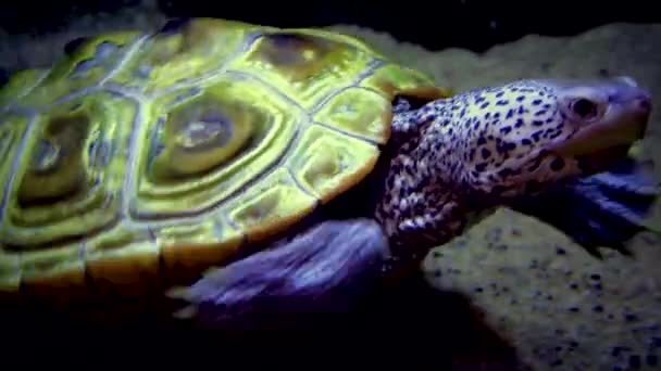 Sköldpaddan Simmar Akvariet Äventyr Akvarium Camden New Jersey Usa — Stockvideo