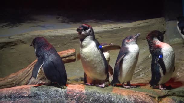 Sekelompok Penguin Akuarium Adventure Aquarium Camden New Jersey Amerika Serikat — Stok Video