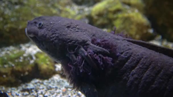 Axolotl Stock Videos Royalty Free Axolotl Footage Depositphotos Axolotl Stock Videos Royalty Free Axolotl Footage Depositphotos