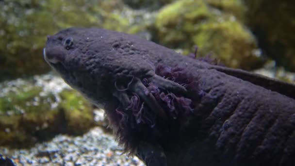 Axolotl Salamandra Messicana Ambystoma Mexicanum Adventure Aquarium Camden New Jersey — Video Stock