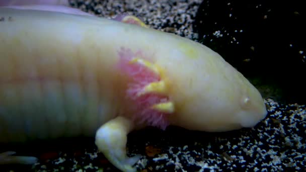 Axolotl Salamandra Mexicana Ambystoma Mexicanum Aquário Aventura Camden Nova Jersey — Vídeo de Stock