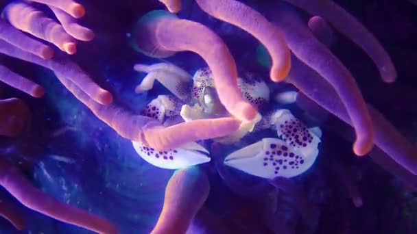 热带螃蟹藏在一个大的掠食性海葵中 冒险水族馆 美国新泽西州卡姆登 — 图库视频影像