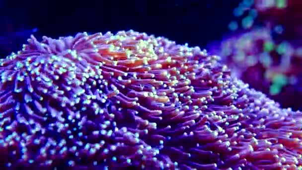 Színes Korallok Egy Tengeri Akváriumban Adventure Aquarium Camden New Jersey — Stock videók