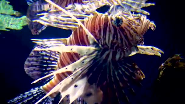 Pterois英里 魔鬼萤火虫或普通狮子鱼 新泽西州肯顿水族馆 — 图库视频影像
