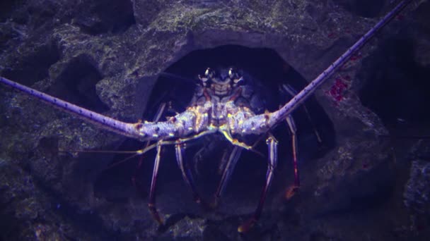 Spiny Lobsters Also Known Langouste Rock Lobsters Family Palinuridae Adventure — Stock Video