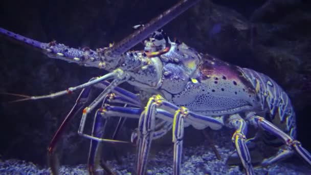 Langoeste Palinuridae Een Familie Van Kreeften Uit Orde Echte Kreeften — Stockvideo