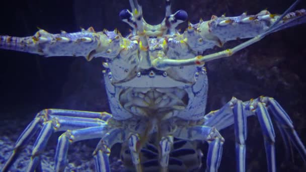 刺龙虾 Spiny Lobsters 也被称为羊角龙虾 Langouste 或岩石龙虾 Rock Lobsters 是一个科 Palinuridae — 图库视频影像