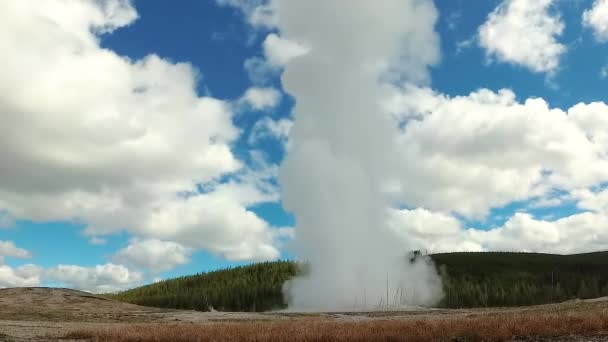 Geysir Old Faithful Bricht Yellowstone Nationalpark Bundesstaat Wyoming Aus — Stockvideo