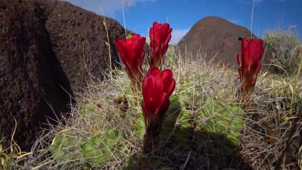 Plantas Floridas Echinocereus Conhecido Comumente Como Cacto Ouriço Utah — Vídeo de Stock