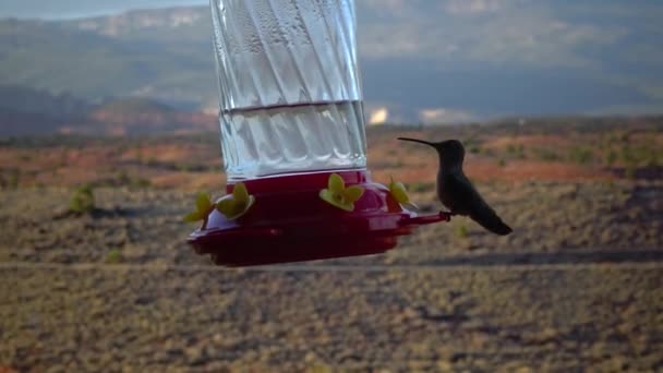 Păsările Colibri Mici Beau Nectar Dulce Dintr Bol Artificial Băut — Videoclip de stoc
