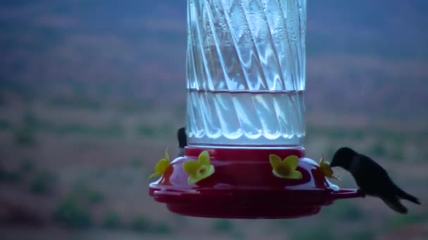 Small Hummingbirds Drink Sweet Nectar Artificial Drinking Bowl Flowers Utah — Stock Video