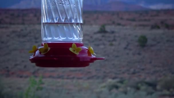 Małe Kolibry Piją Słodki Nektar Sztucznej Miski Kwiatami Utah Usa — Wideo stockowe