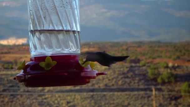 Colibríes Pequeños Beben Néctar Dulce Cuenco Artificial Con Flores Utah — Vídeo de stock