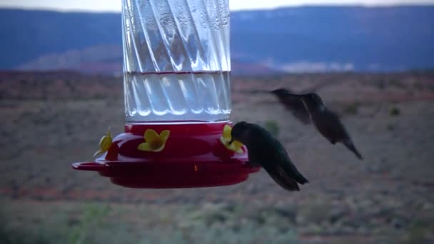 Piccoli Colibrì Bevono Nettare Dolce Una Ciotola Artificiale Con Fiori — Video Stock