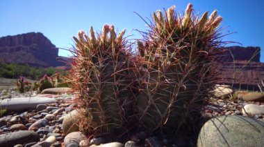 Çiçekli kaktüs bitkileri Sclerocactus sp. Utha Canyonlands Ulusal Parkı 'nda.
