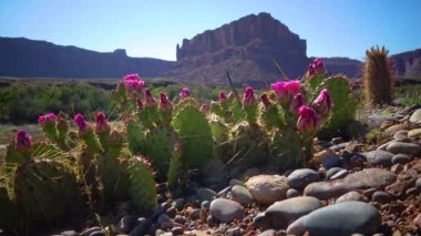 Çiçekli kaktüsler, pembe Opuntia çiçekleri. Canyonlands Ulusal Parkı 'nda, Utha