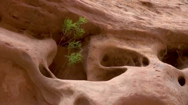 Inbäddad Vatten Och Vind Klippor Ravinen Little Wild Horse Canyon — Stockvideo