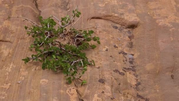 Övergivna Växter Sprickorna Röda Stenar Canyon Little Wildhorse Canyon Amerika — Stockvideo