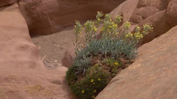 红色岩石缝隙中的废弃植物 峡谷小野马峡谷 犹他州 — 图库视频影像