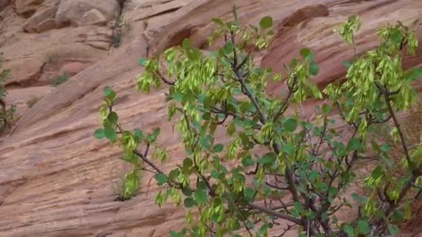 Opuštěné Rostliny Trhlinách Červených Skal Canyon Little Wildhorse Canyon Amerika — Stock video