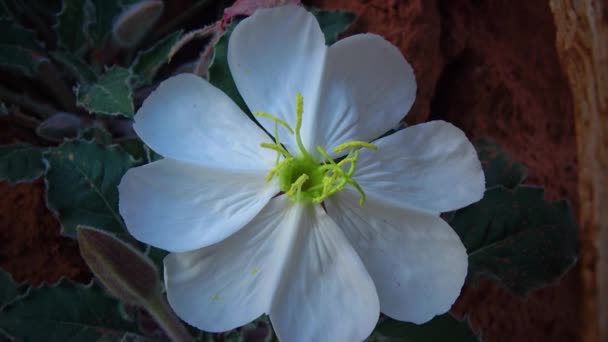 Bunga Putih Desert Dwarf Evening Primrose Oenothera Caespitosa Taman Nasional — Stok Video