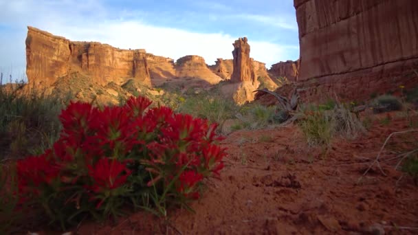 Wüstenpinsel Castilleja Chromosa Blühende Parasitäre Pflanzen Vor Dem Hintergrund Roter — Stockvideo